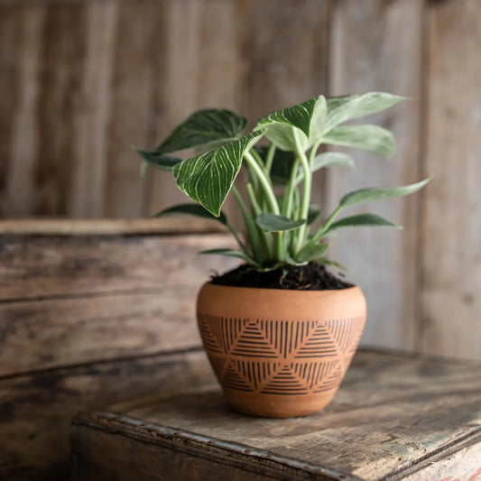 Terracotta Painted Lines Planter