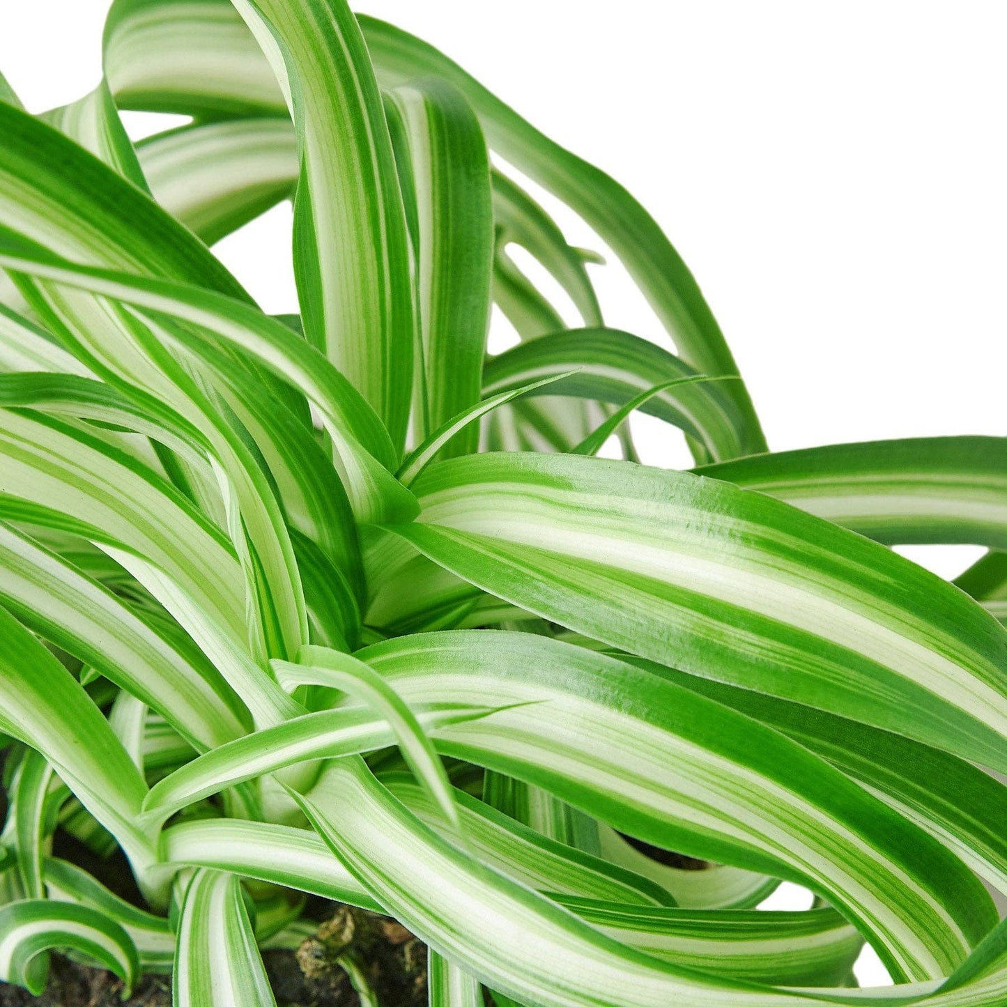 Spider Plant