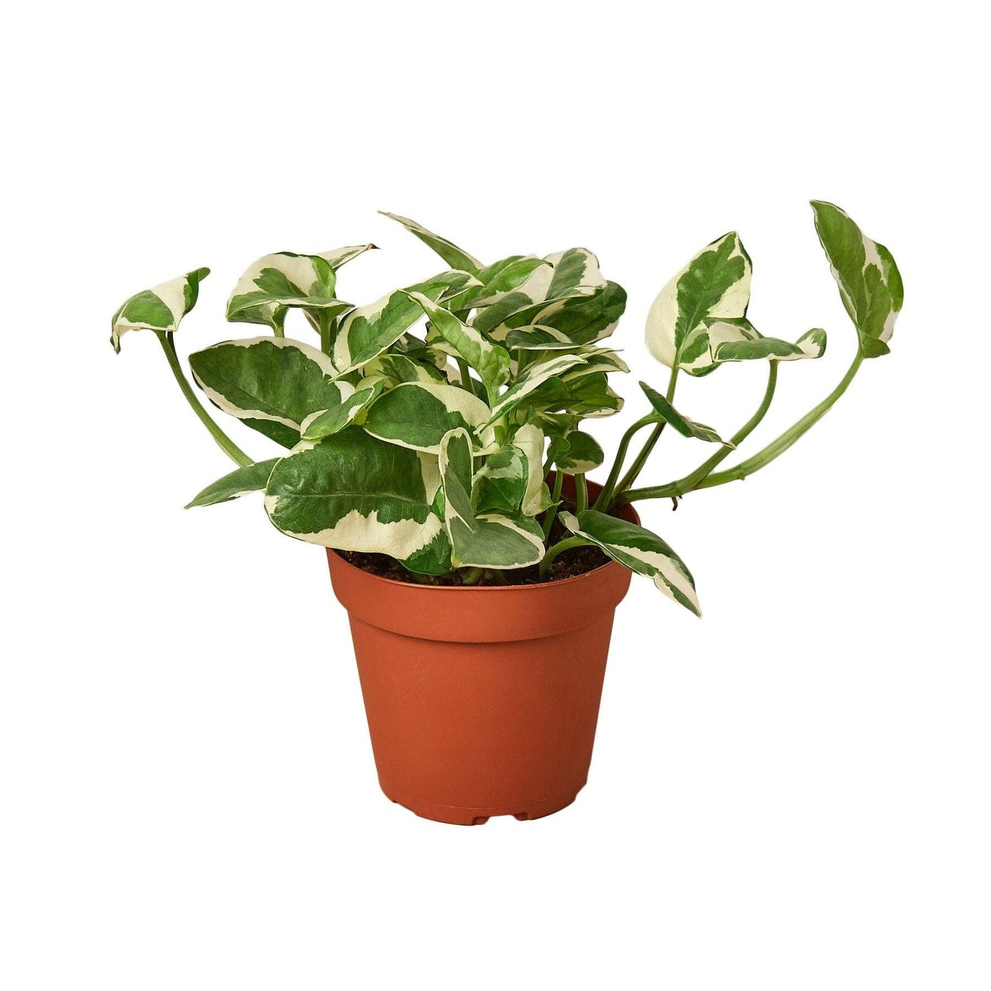 'Devil's Ivy' Pothos Plant