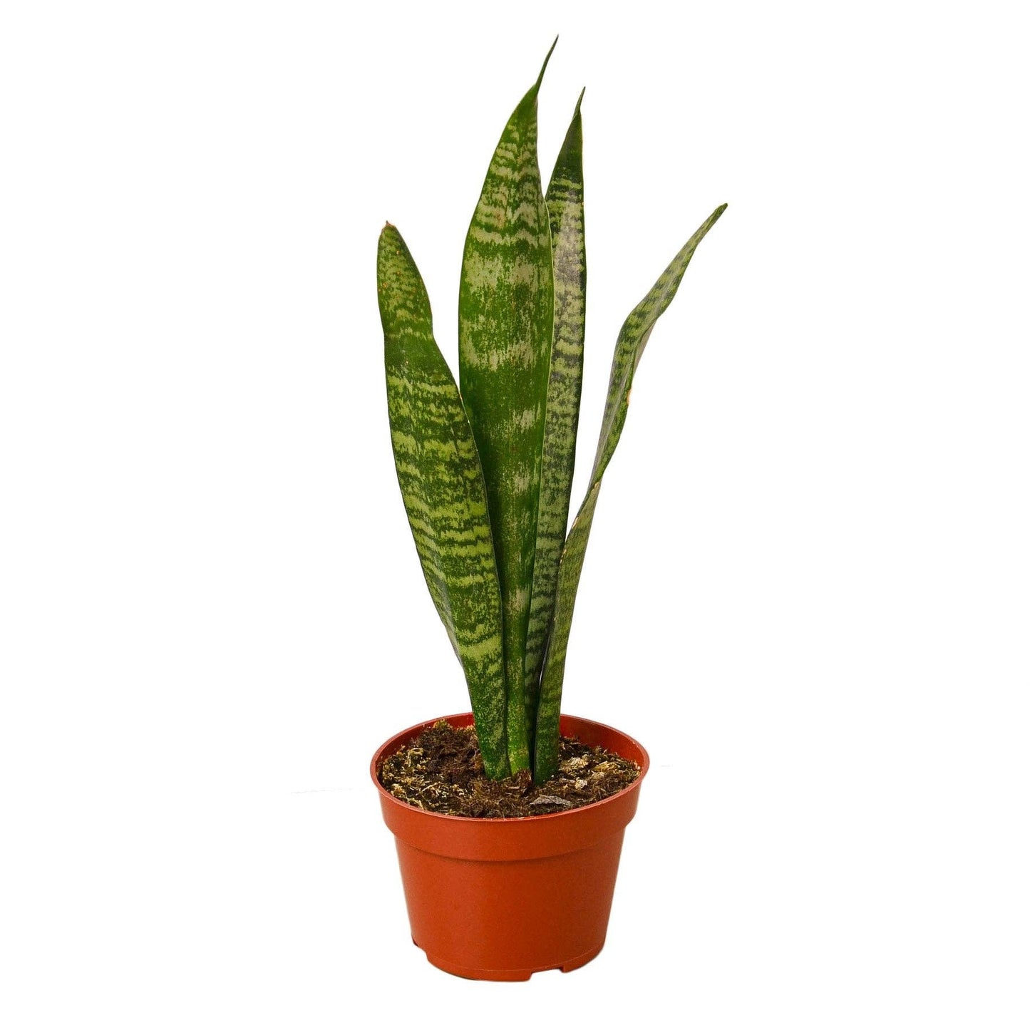 Snake Plant