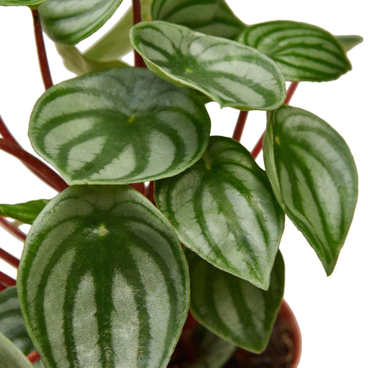 Peperomia Watermelon Plant