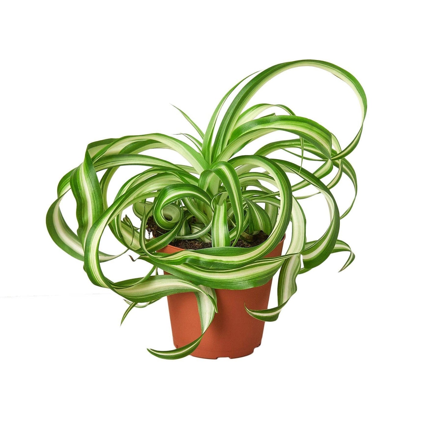 Spider Plant