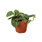 Satin Pothos Plant