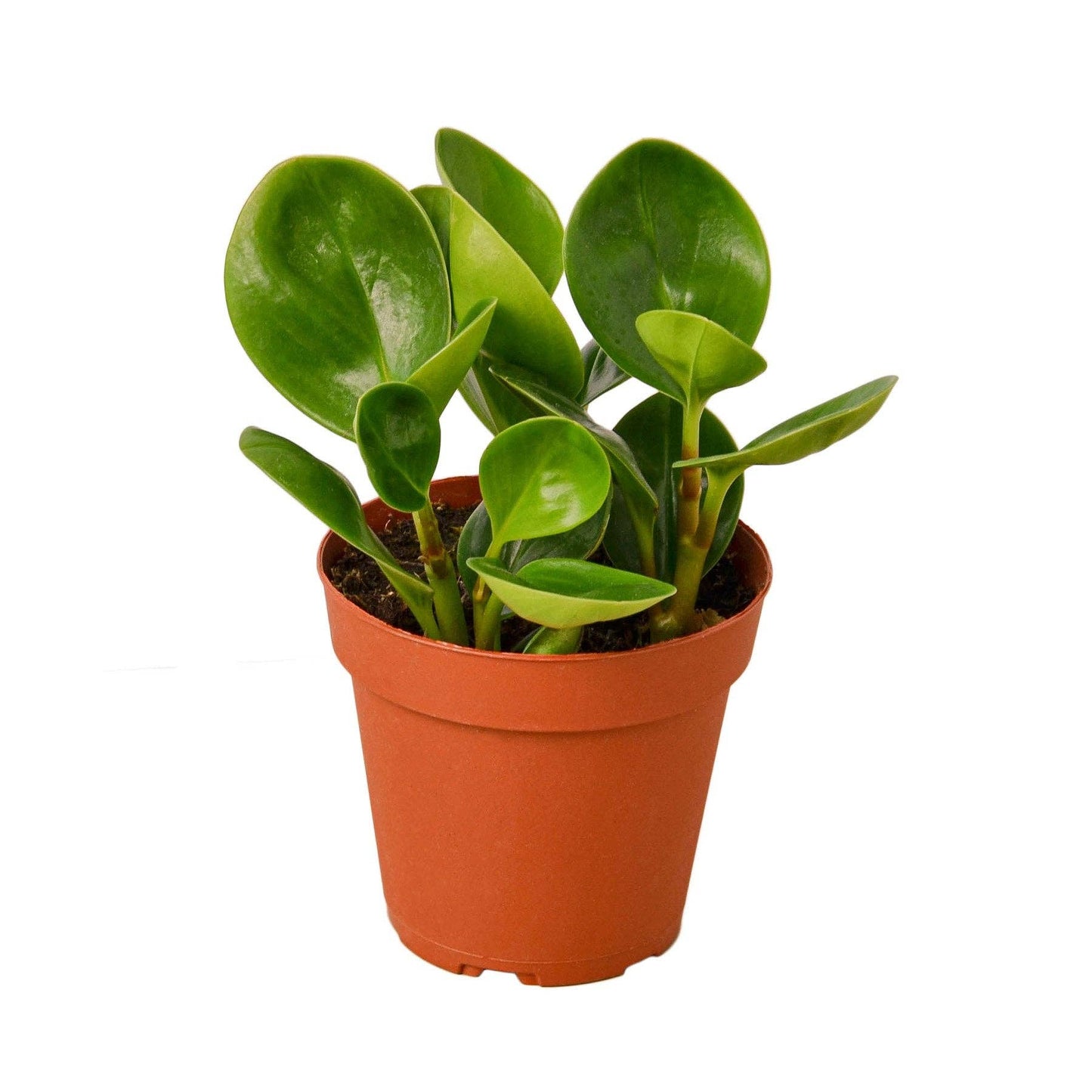 Peperomia Plant