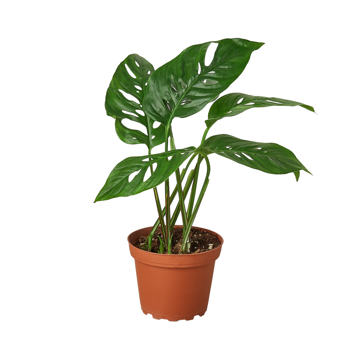 'Swiss Cheese' Monstera Plant