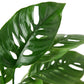 'Swiss Cheese' Monstera Plant