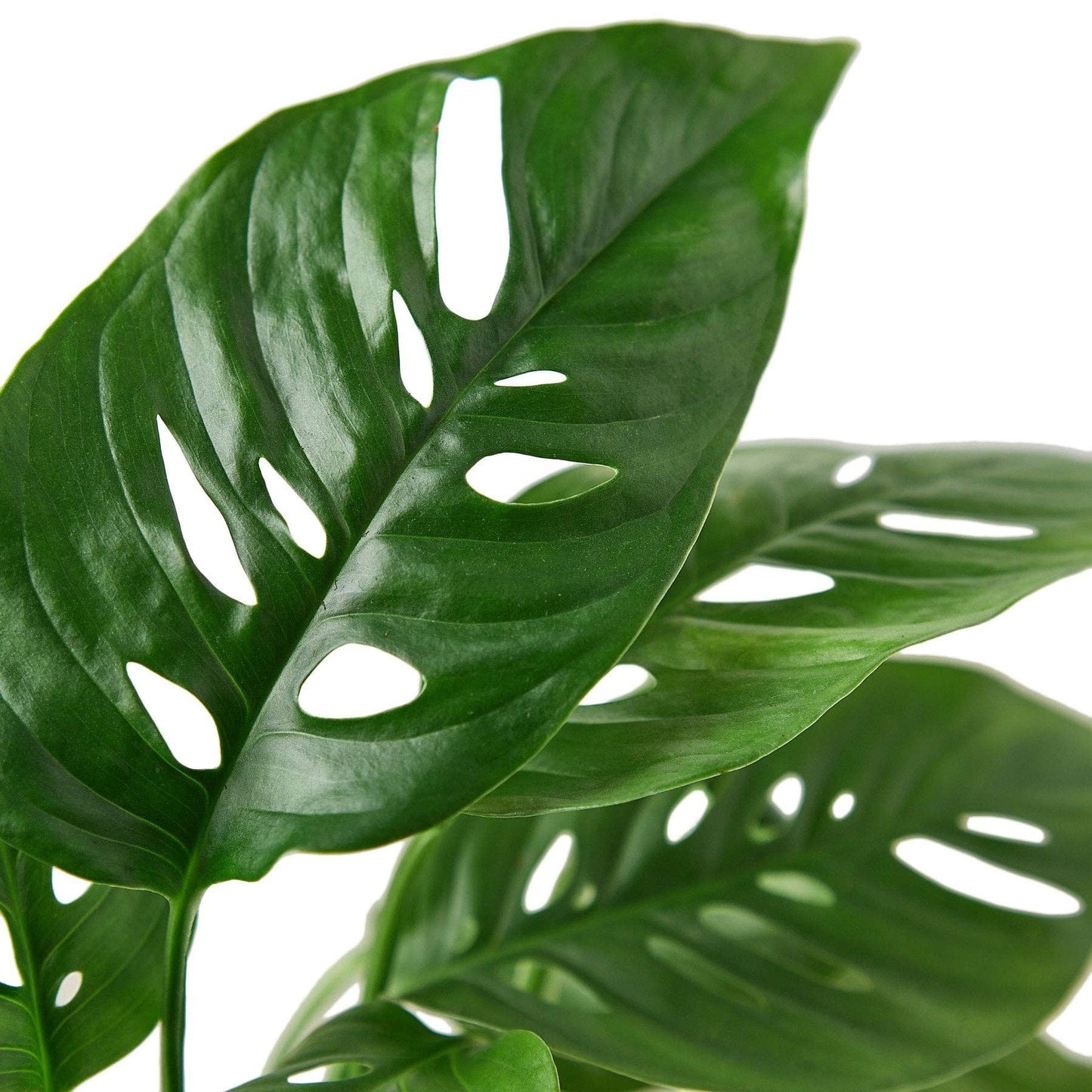 'Swiss Cheese' Monstera Plant