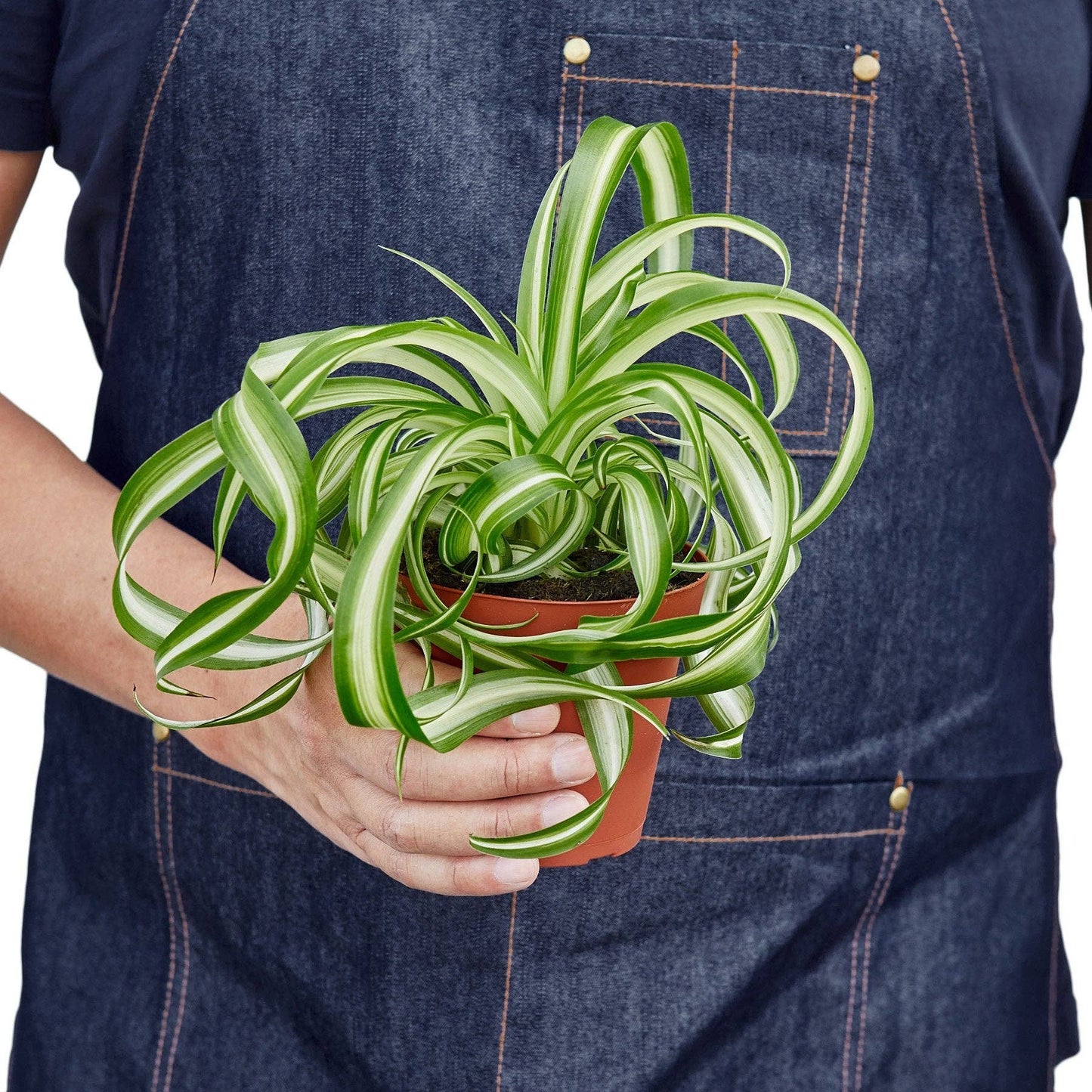 Spider Plant