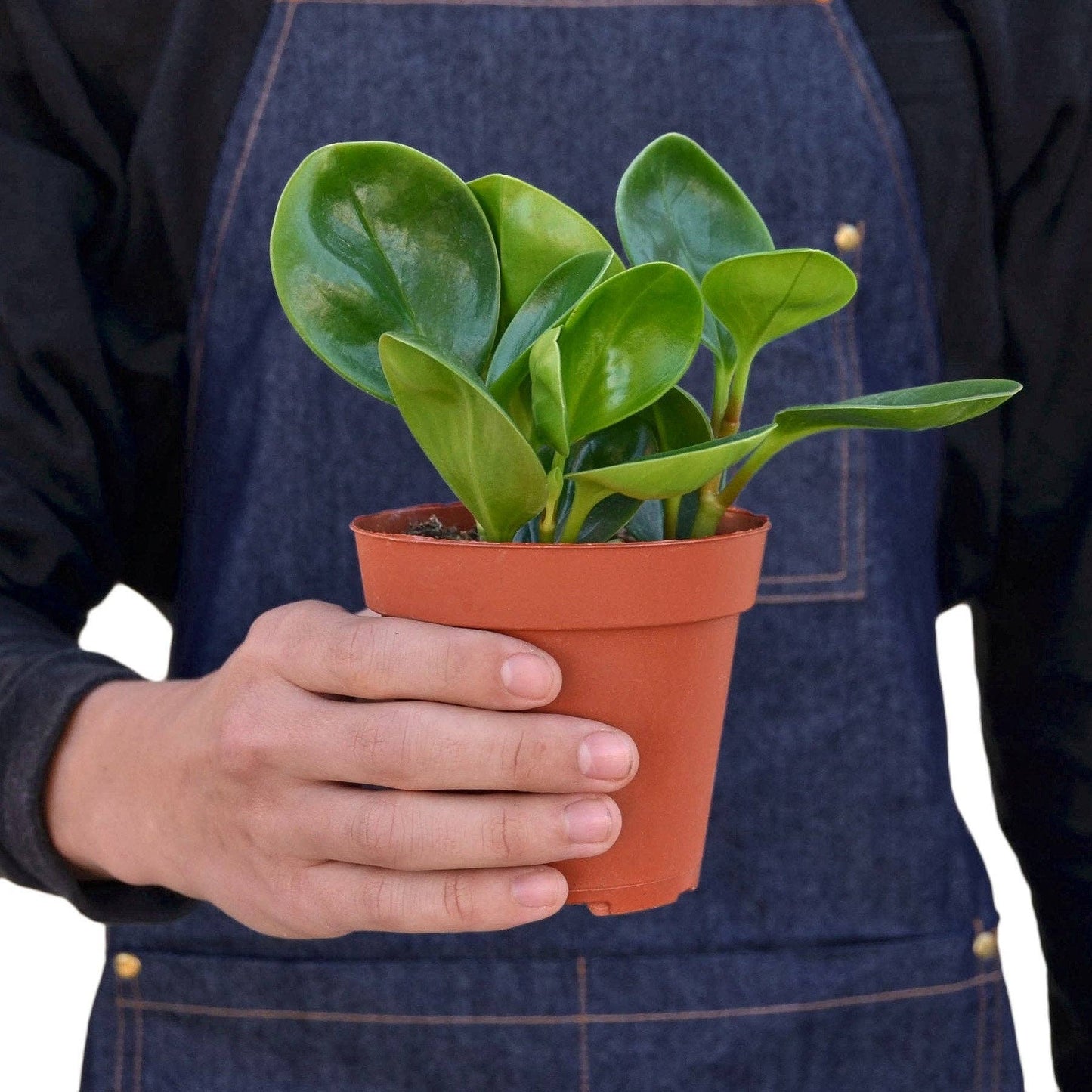 Peperomia Plant